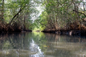 Mangrove Forests near La Tirana, a community targeted for a large tourism project